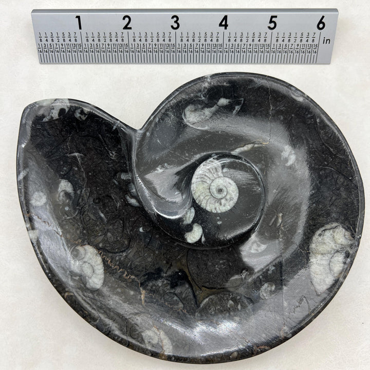Orthoceras Fossil Dish