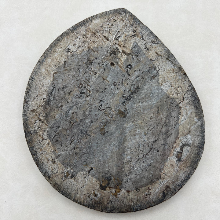 Orthoceras and Ammonite Fossil Sculpture / 5-9" AVG