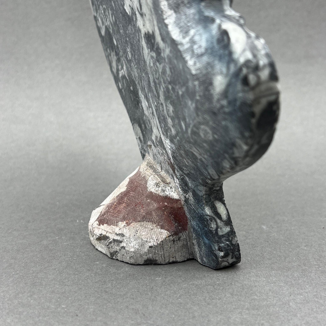 Orthoceras Fossil Standing Display Sculpture (1 Piece) Size 11 to 13 Inches Crystal Gemstone Home Decor