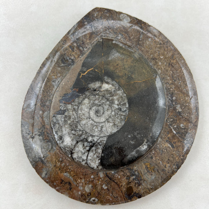 Orthoceras and Ammonite Fossil Sculpture / 5-9" AVG