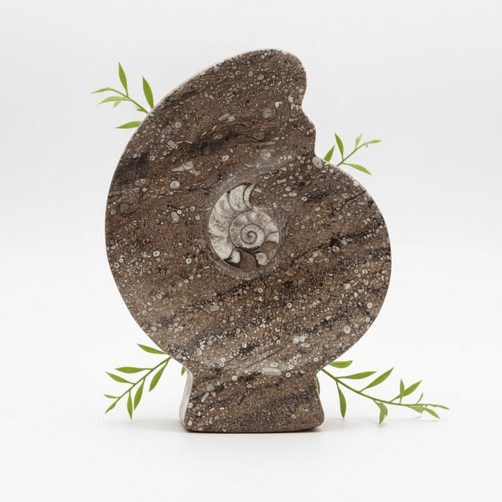 Ammonite Fossil Plate (1 Piece) Size 12 Inches Crystal Gemstone CarvingCrystal River Gems