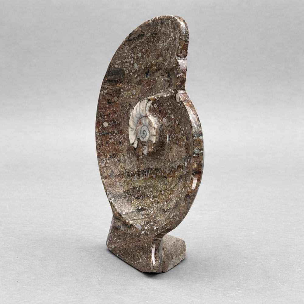 Ammonite Fossil Plate (1 Piece) Size 12 Inches Crystal Gemstone CarvingCrystal River Gems