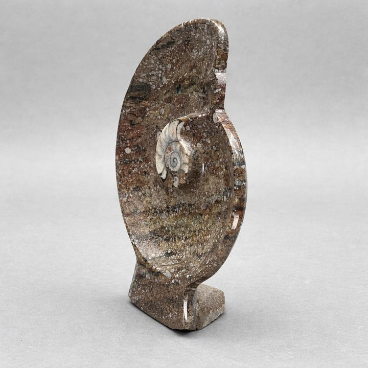 Ammonite Fossil Plate (1 Piece) Size 12 Inches Crystal Gemstone CarvingCrystal River Gems