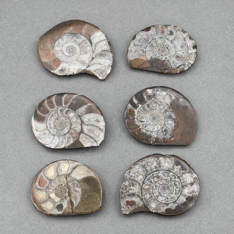 Ammonite Fossil Polished Specimen ( 1 Piece ) 1 to 2 Inches Fossil DecorCrystal River Gems