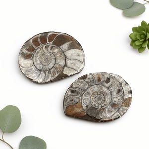 Ammonite Fossil Polished Specimen ( 1 Piece ) 1 to 2 Inches Fossil Decor
