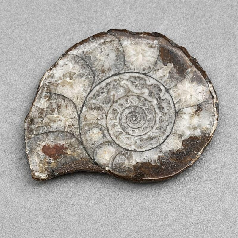 Ammonite Fossil Polished Specimen ( 1 Piece ) 1 to 2 Inches Fossil DecorCrystal River Gems