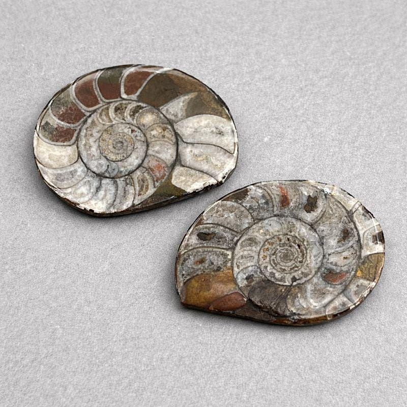 Ammonite Fossil Polished Specimen ( 1 Piece ) 1 to 2 Inches Fossil DecorCrystal River Gems