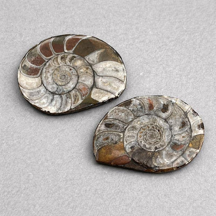 Ammonite Fossil Polished Specimen ( 1 Piece ) 1 to 2 Inches Fossil DecorCrystal River Gems