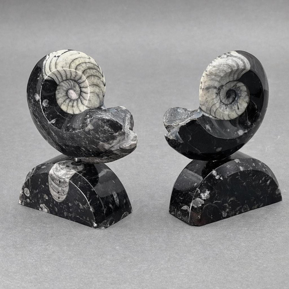 Ammonite with Orthoceras stand (1 Piece) 4 to 5 inches Crystal Gemstone Home DecorCrystal River Gems
