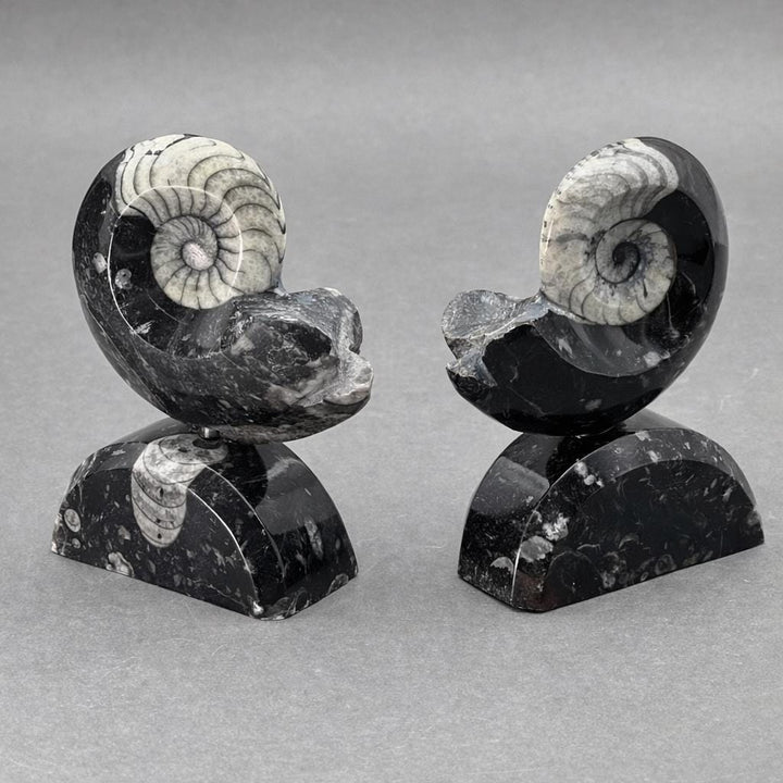 Ammonite with Orthoceras stand (1 Piece) 4 to 5 inches Crystal Gemstone Home DecorCrystal River Gems