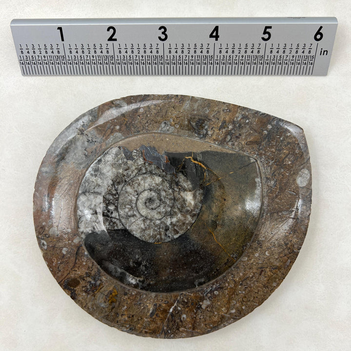 Orthoceras and Ammonite Fossil Sculpture / 5-9" AVG