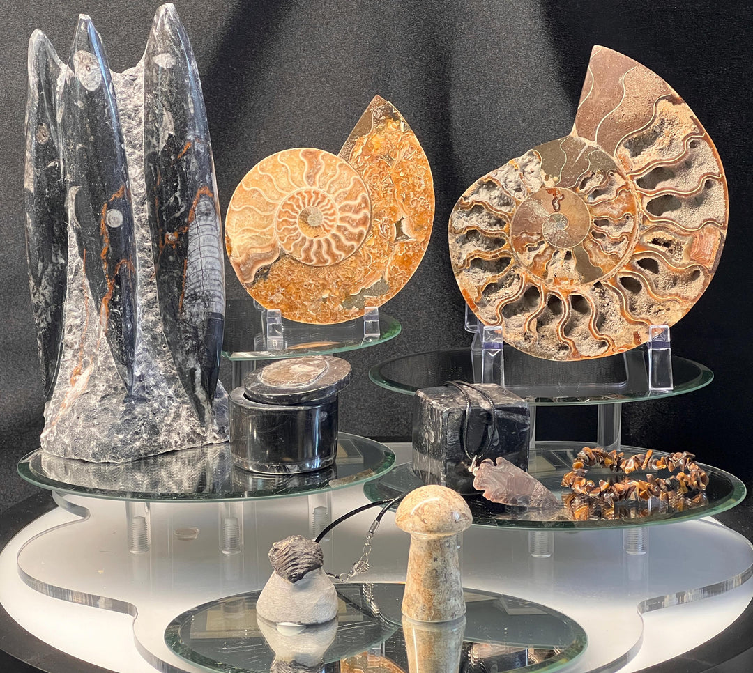 Fossils Crystal Bundle Lot (9 Pieces) Bulk Wholesale Gemstone Décor Collection