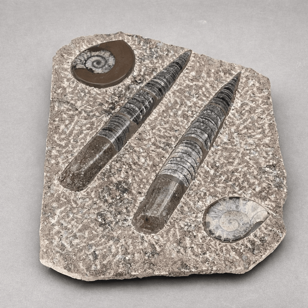 Brown Orthoceras and Ammoite Fossil Plate Slab Size 13 to 14 Inches Crystal Gemstone Home DecorCrystal River Gems