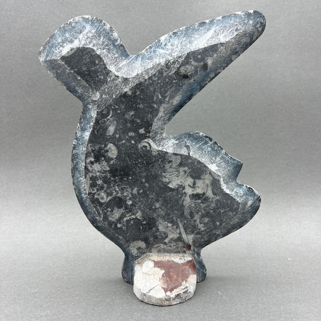 Orthoceras Fossil Standing Display Sculpture (1 Piece) Size 11 to 13 Inches Crystal Gemstone Home Decor