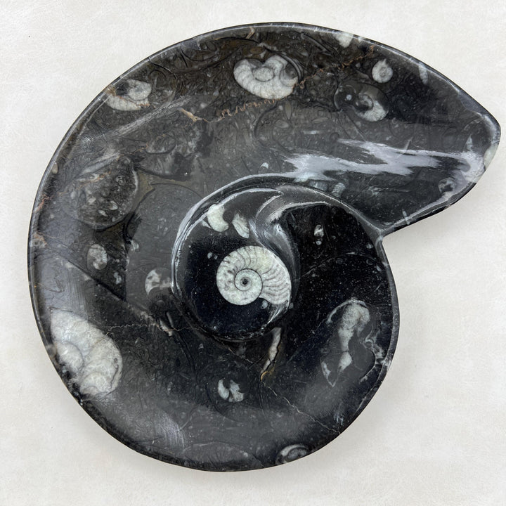 Orthoceras Fossil Dish