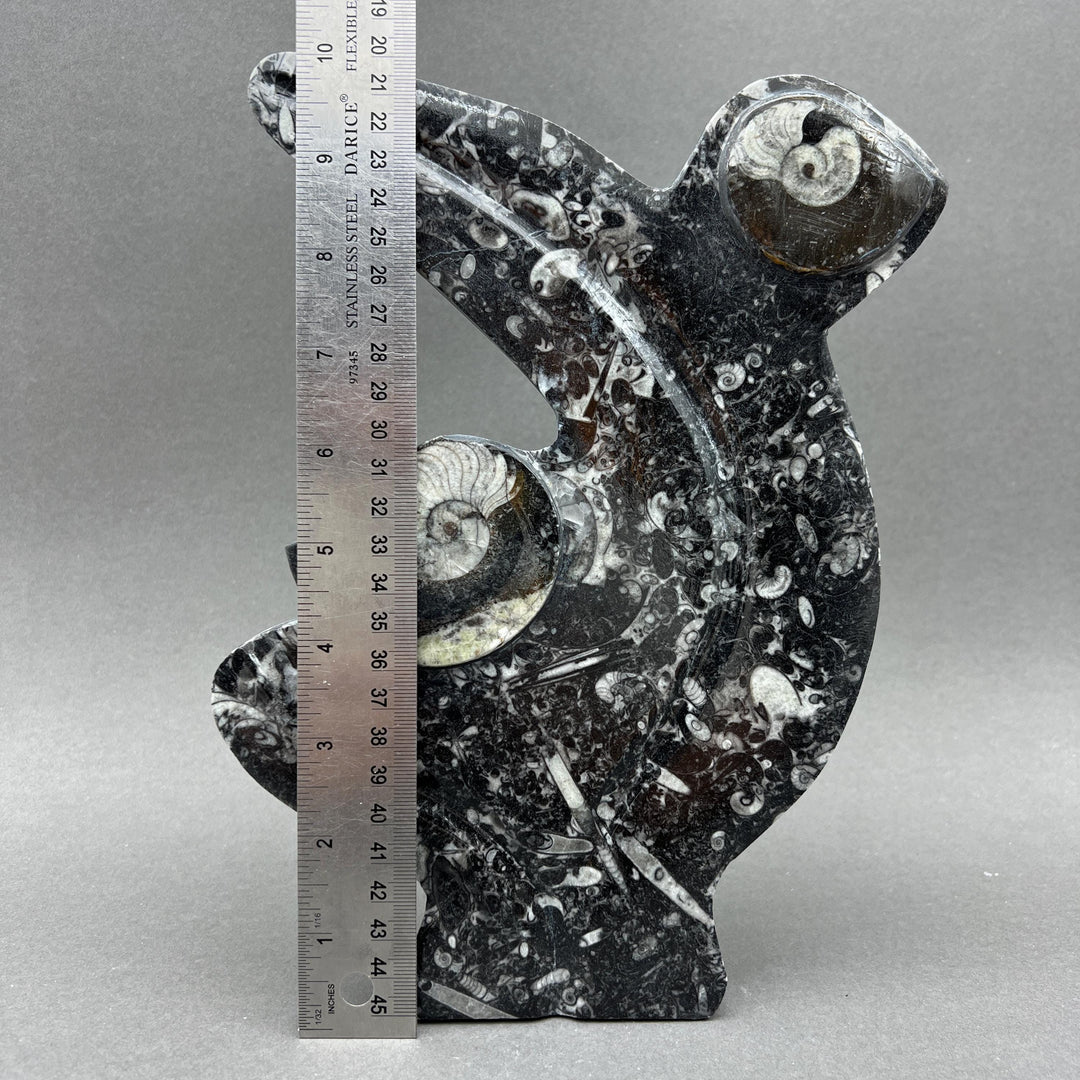 Orthoceras Fossil Standing Display Sculpture (1 Piece) Size 11 to 13 Inches Crystal Gemstone Home Decor