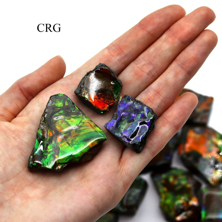 Fire Ammolite Fossil (Size 1 To 2 Inches) (1 Piece) Hand Carved Polished Gemstone DecorCrystal River Gems