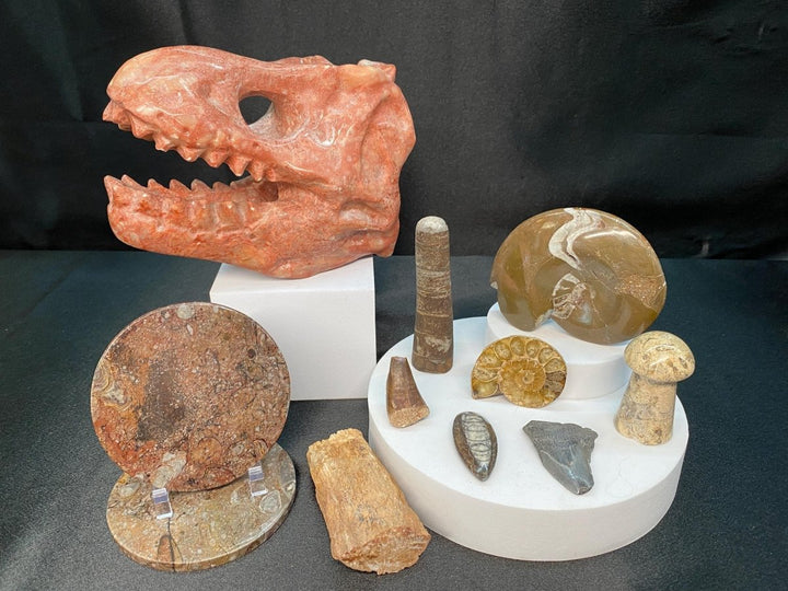 Fossil Bundle Lot (11 Pieces) Bulk Wholesale Gemstone Décor CollectionCrystal River Gems