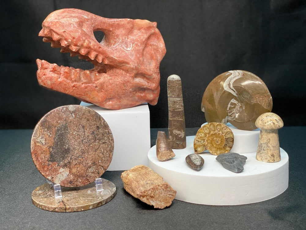 Fossil Bundle Lot (11 Pieces) Bulk Wholesale Gemstone Décor CollectionCrystal River Gems