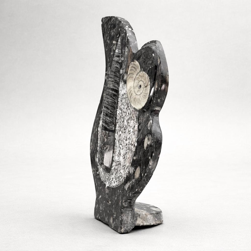Orthoceras and Ammoite Fossil Sculpture ( 26 to 30cm ) Crystal Gemstone Home DecorCrystal River Gems