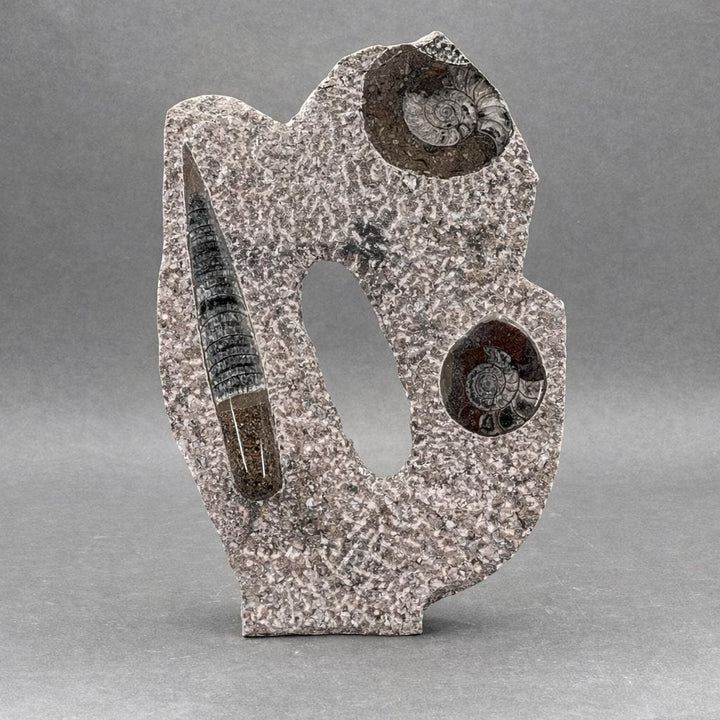 Orthoceras and Double Ammoite Fossil Sculpture ( Size 10 to 12 Inches ) Crystal Gemstone Home DecorCrystal River Gems