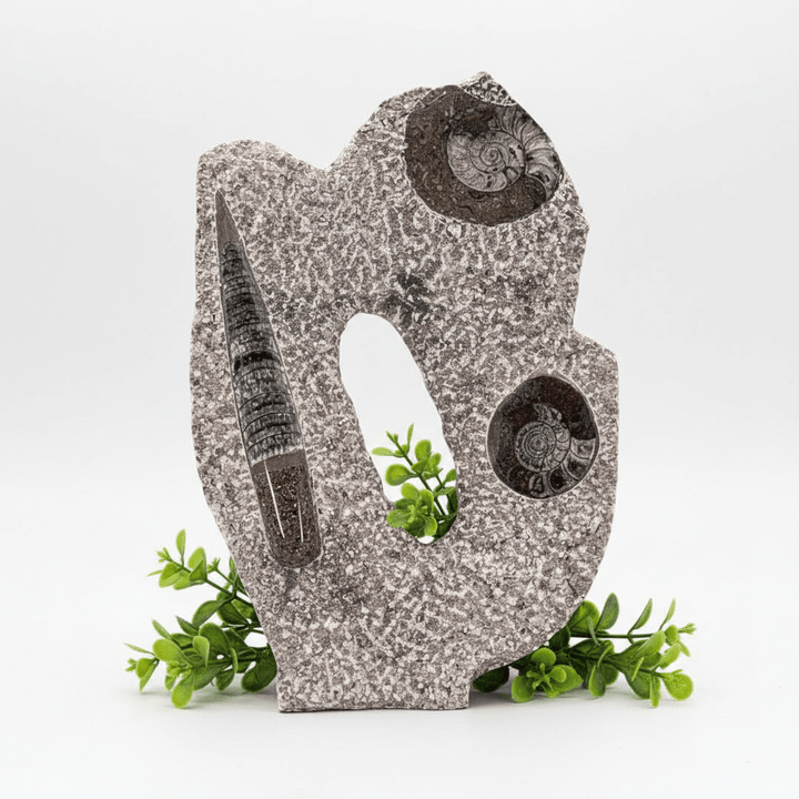 Orthoceras and Double Ammoite Fossil Sculpture ( Size 10 to 12 Inches ) Crystal Gemstone Home DecorCrystal River Gems