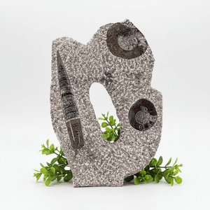 Orthoceras and Double Ammoite Fossil Sculpture ( Size 10 to 12 Inches ) Crystal Gemstone Home Decor