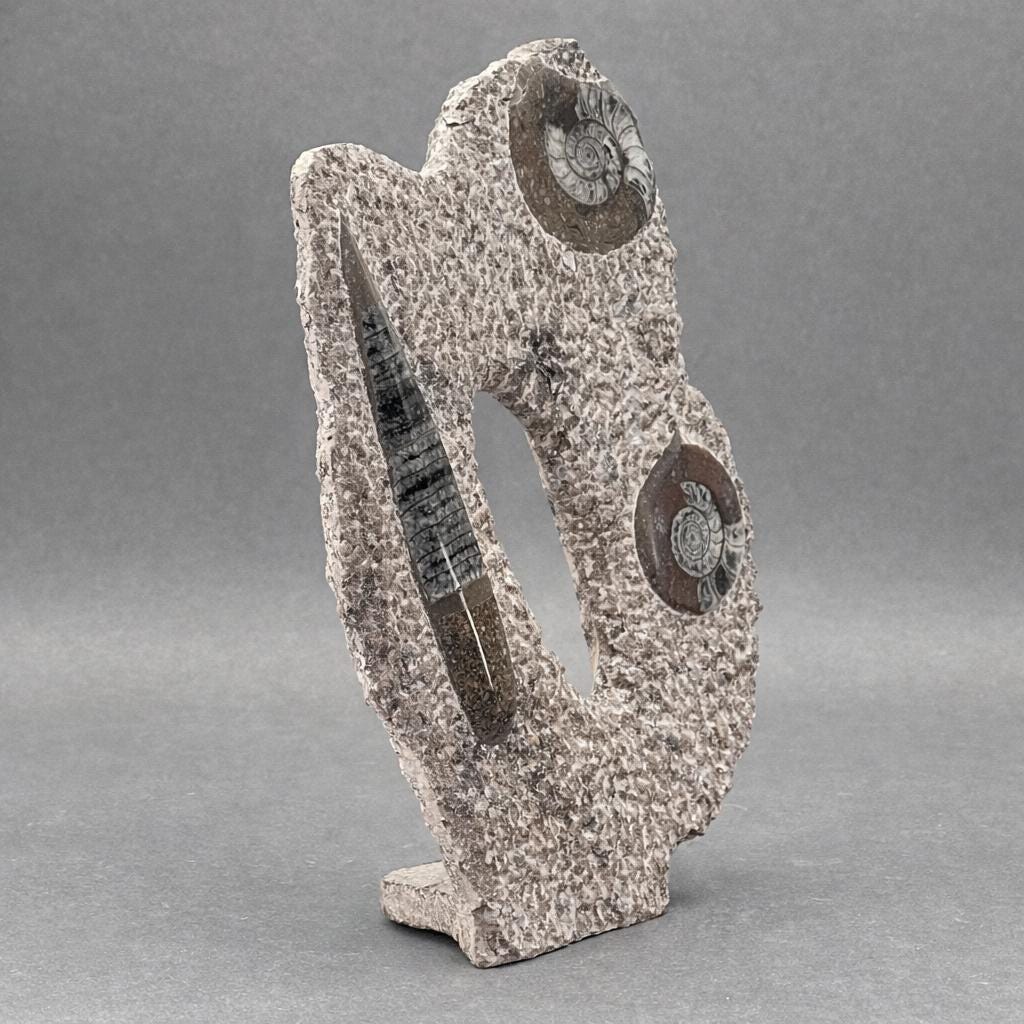 Orthoceras and Double Ammoite Fossil Sculpture ( Size 10 to 12 Inches ) Crystal Gemstone Home DecorCrystal River Gems
