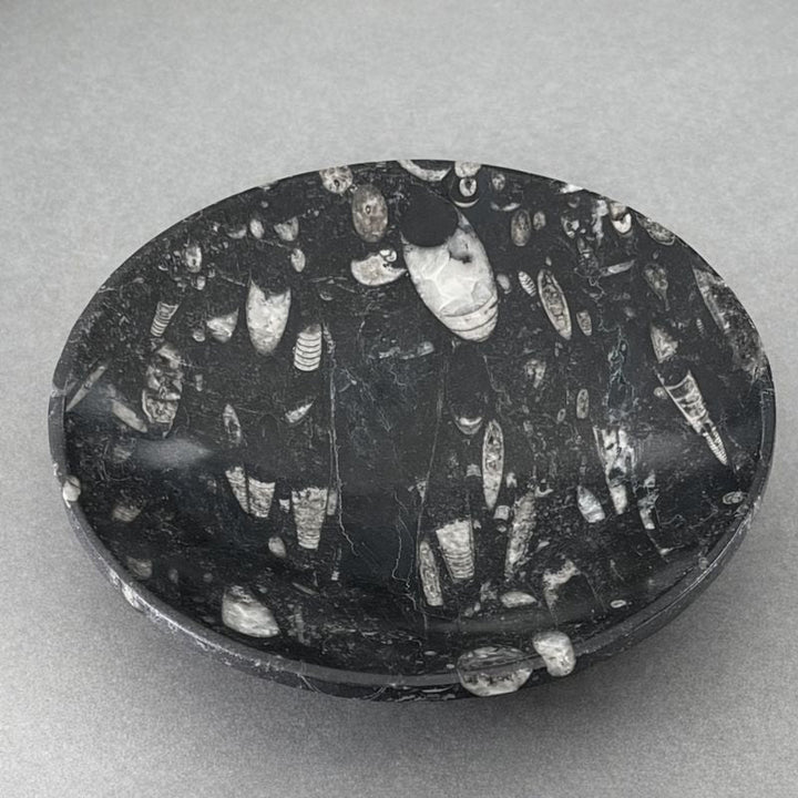 Orthoceras Fossil Bowl (1 Piece) Size 6 Inches Crystal Gemstone Home DecorCrystal River Gems