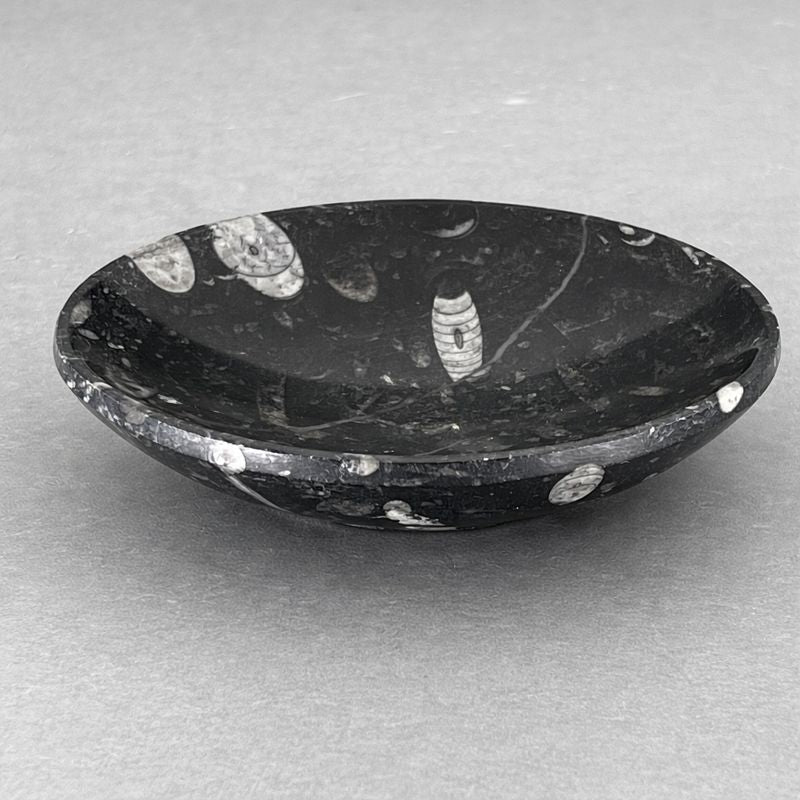 Orthoceras Fossil Bowl (1 Piece) Size 6 Inches Crystal Gemstone Home DecorCrystal River Gems