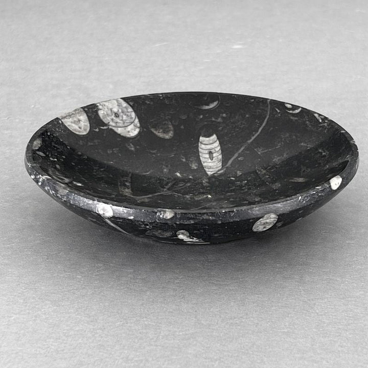 Orthoceras Fossil Bowl (1 Piece) Size 6 Inches Crystal Gemstone Home DecorCrystal River Gems