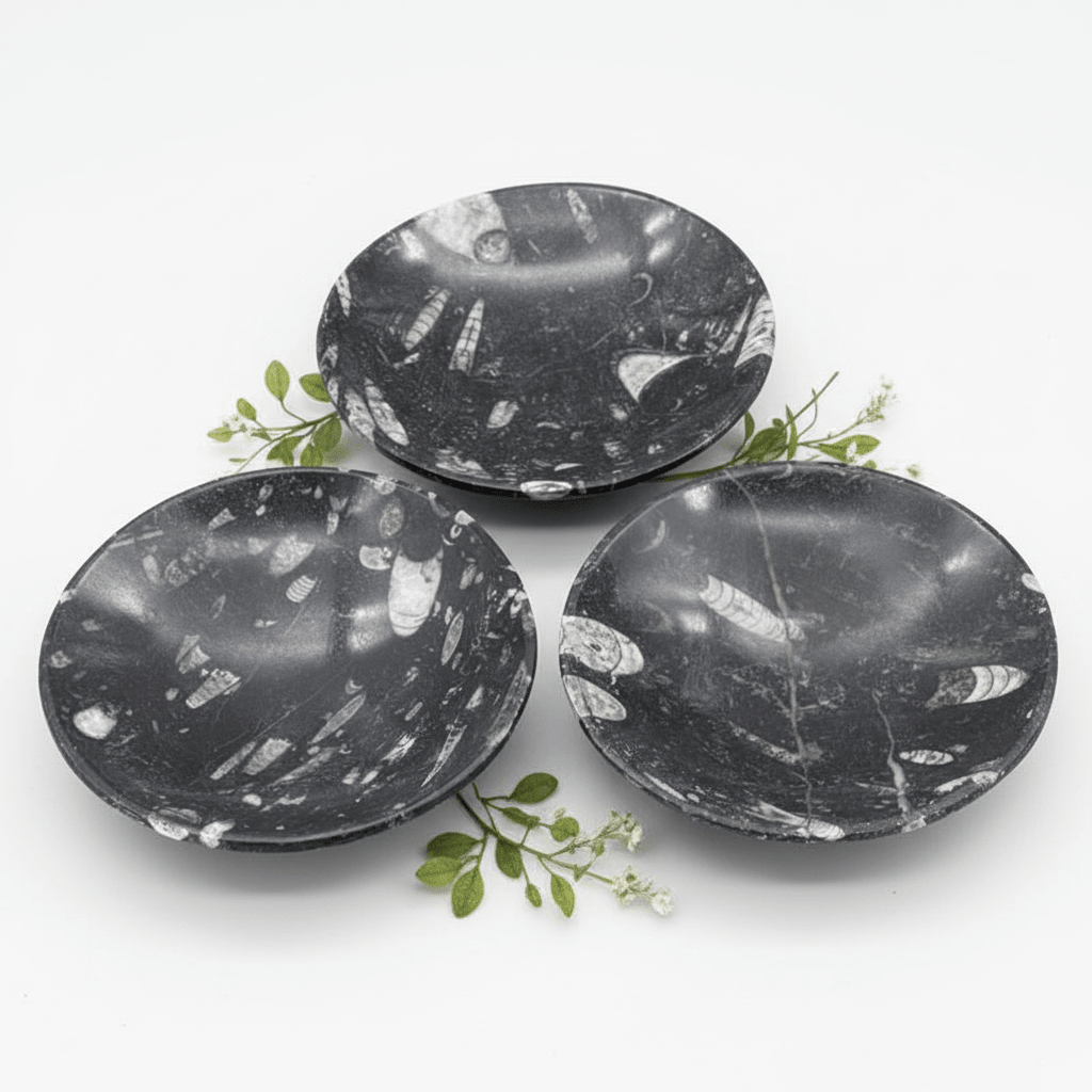 Orthoceras Fossil Bowl (1 Piece) Size 6 Inches Crystal Gemstone Home DecorCrystal River Gems