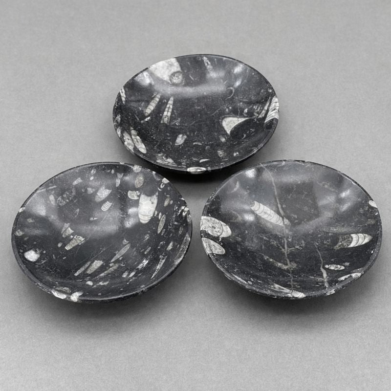 Orthoceras Fossil Bowl (1 Piece) Size 6 Inches Crystal Gemstone Home DecorCrystal River Gems