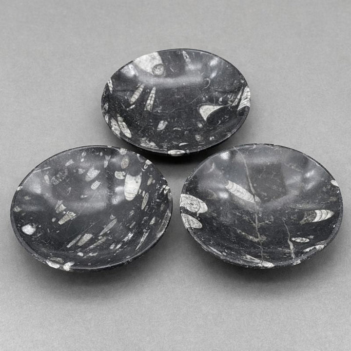 Orthoceras Fossil Bowl (1 Piece) Size 6 Inches Crystal Gemstone Home DecorCrystal River Gems