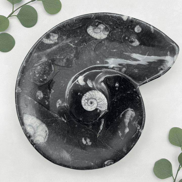 Orthoceras Fossil DishCrystal River Gems