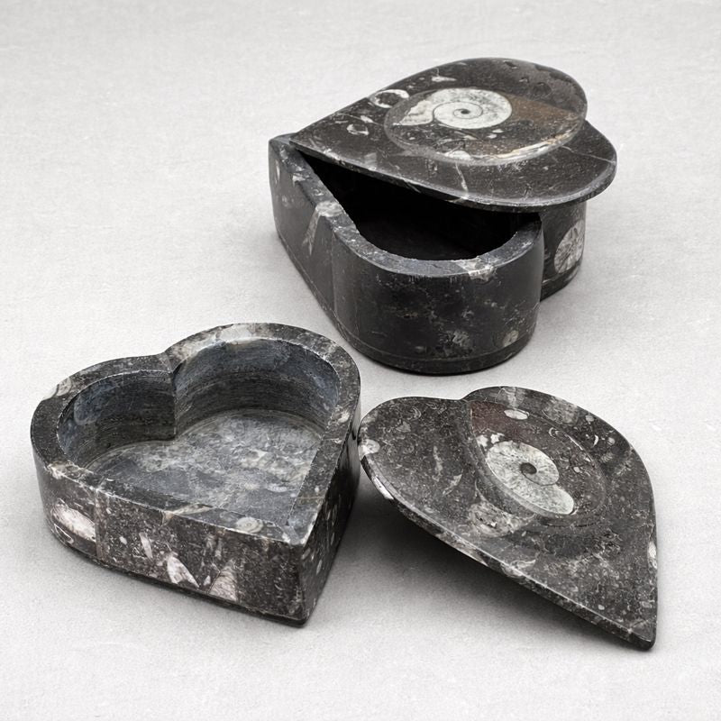 Orthoceras Fossil Heart Box (1 Piece) (4 Inches)Crystal River Gems