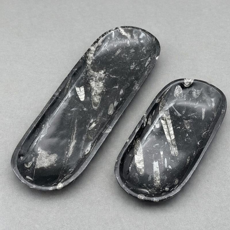 Orthoceras Fossil Plate (1 Piece)Crystal River Gems