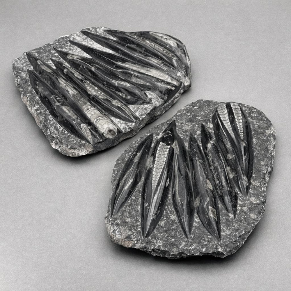 Orthoceras Fossil Plate Slab (1 Piece) Size 11 to 12 Inches Crystal Gemstone Home DecorCrystal River Gems