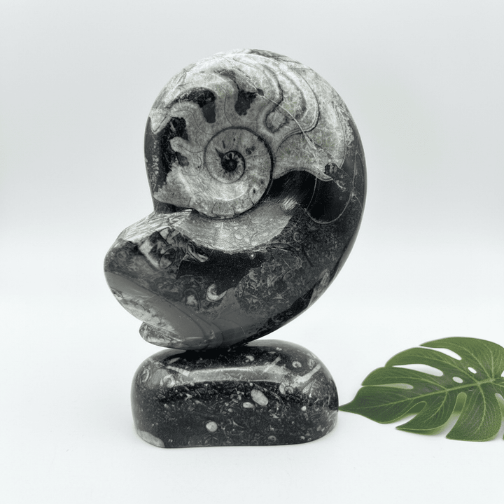 Orthoceras Fossil Shell Shape Standing Display Sculpture (1 Piece) Size 5 to 6 Inches Crystal Gemstone Home DecorCrystal River Gems