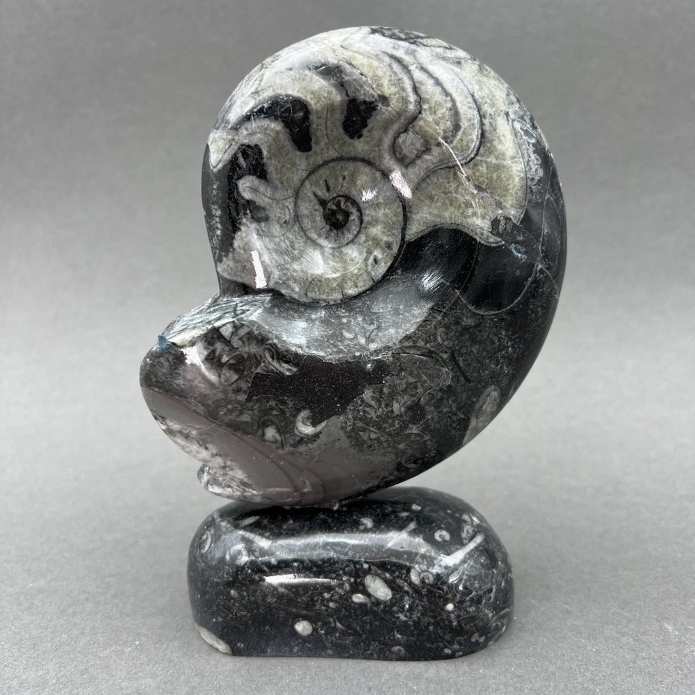 Orthoceras Fossil Shell Shape Standing Display Sculpture (1 Piece) Size 5 to 6 Inches Crystal Gemstone Home DecorCrystal River Gems