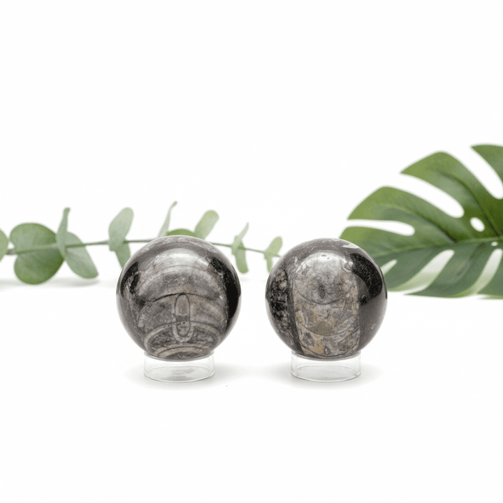 Orthoceras Fossil Sphere (1 Piece) Size 40 to 60 mm Polished Crystal GemstoneCrystal River Gems