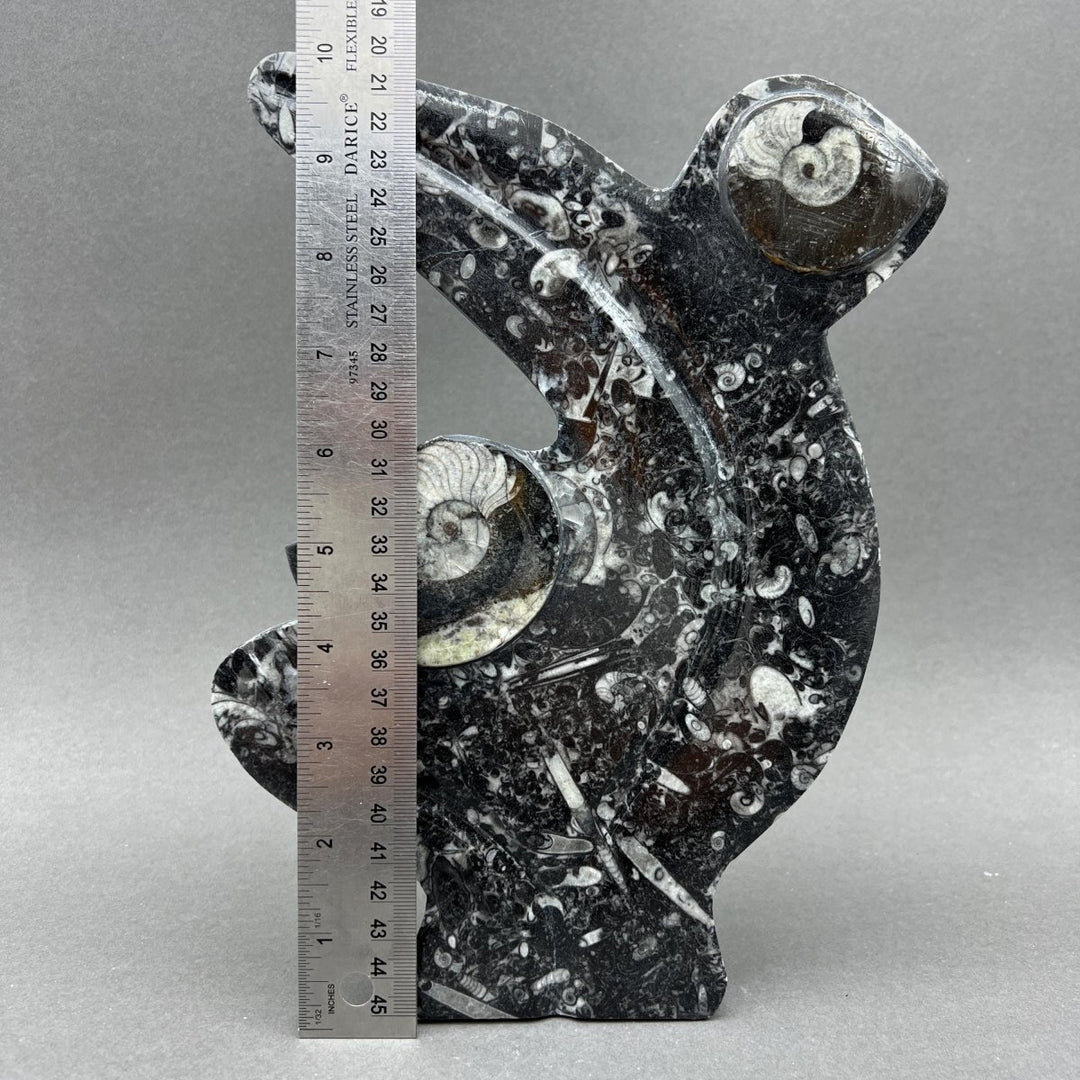 Orthoceras Fossil Standing Display Sculpture (1 Piece) Size 11 to 13 Inches Crystal Gemstone Home DecorCrystal River Gems