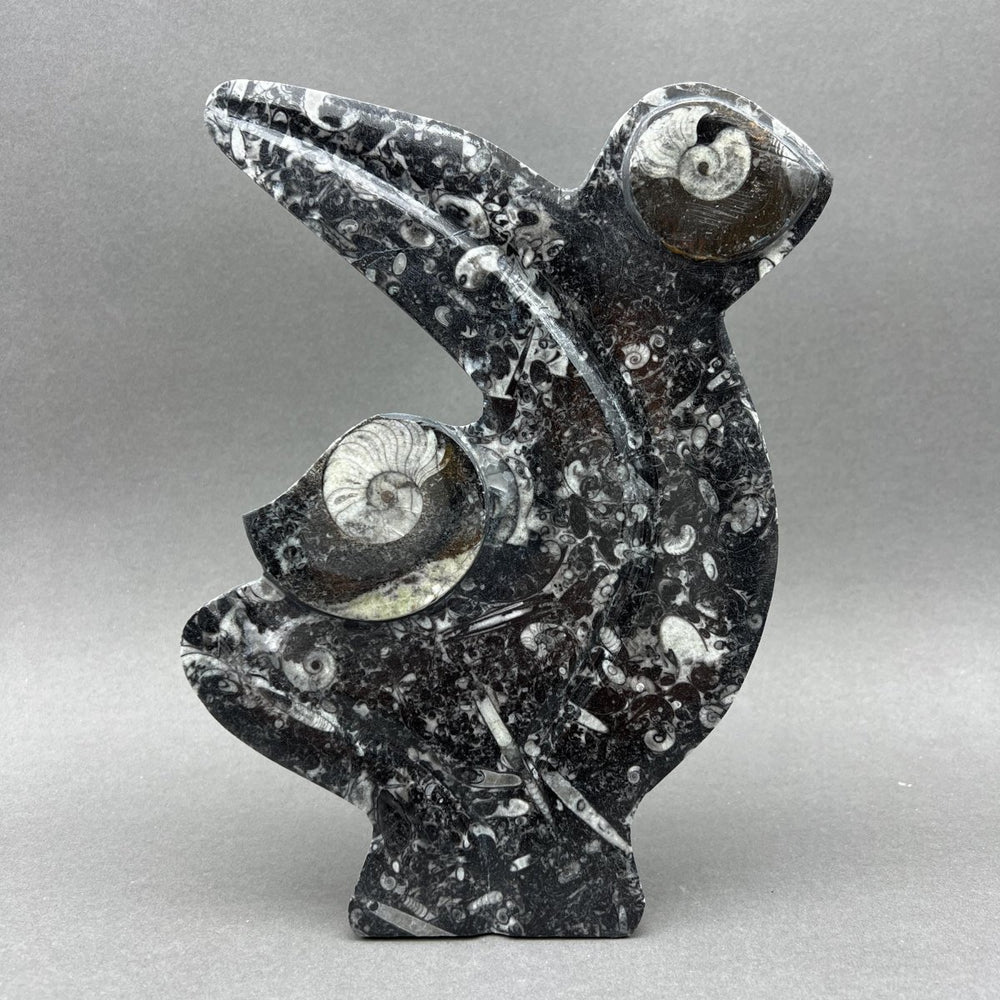 Orthoceras Fossil Standing Display Sculpture (1 Piece) Size 11 to 13 Inches Crystal Gemstone Home DecorCrystal River Gems