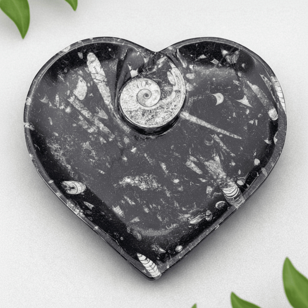 Orthoceras Heart plate with Ammonite (1 Piece)Crystal River Gems