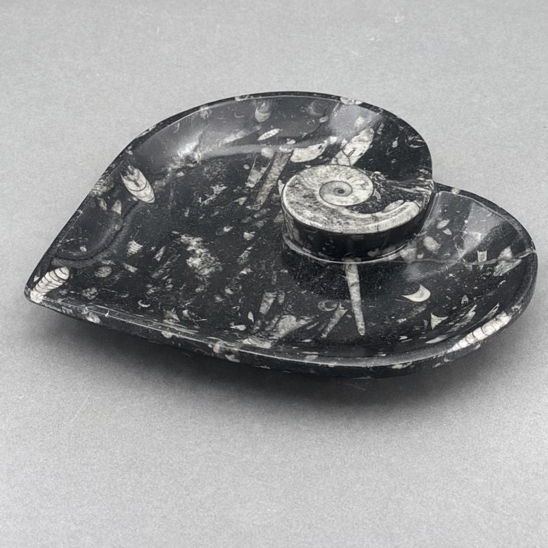 Orthoceras Heart plate with Ammonite (1 Piece)Crystal River Gems