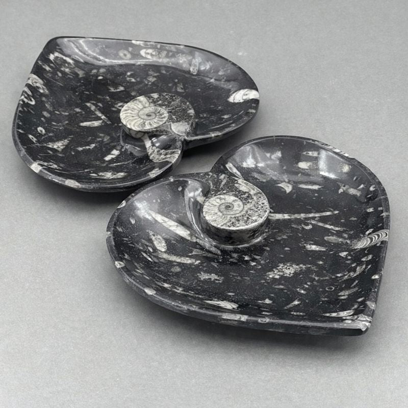 Orthoceras Heart plate with Ammonite (1 Piece)Crystal River Gems