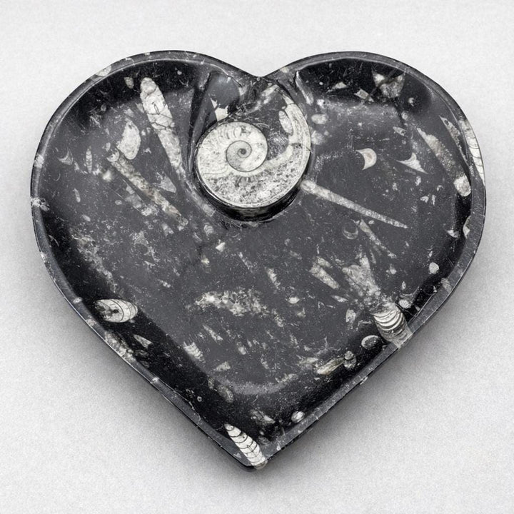Orthoceras Heart plate with Ammonite (1 Piece)Crystal River Gems