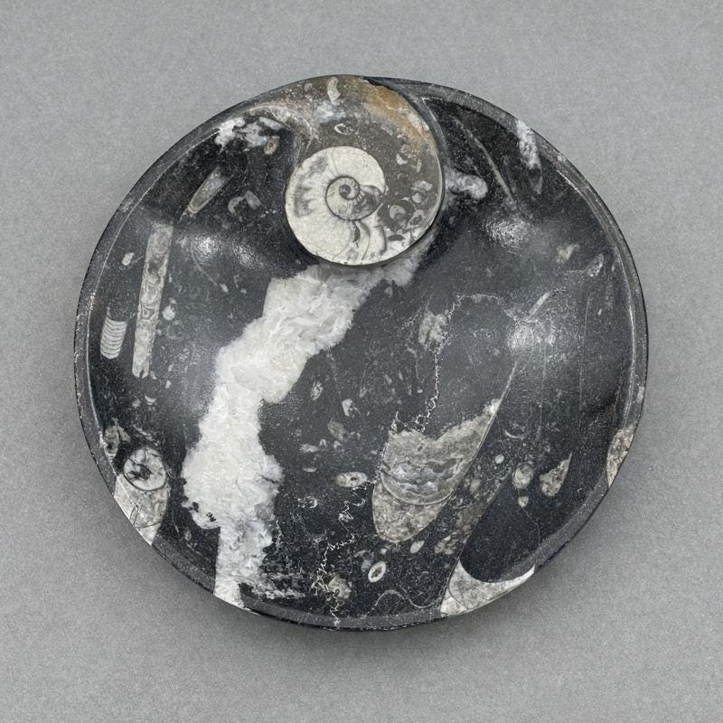 Orthoceras Round plate with Ammonite (1 Piece)Crystal River Gems