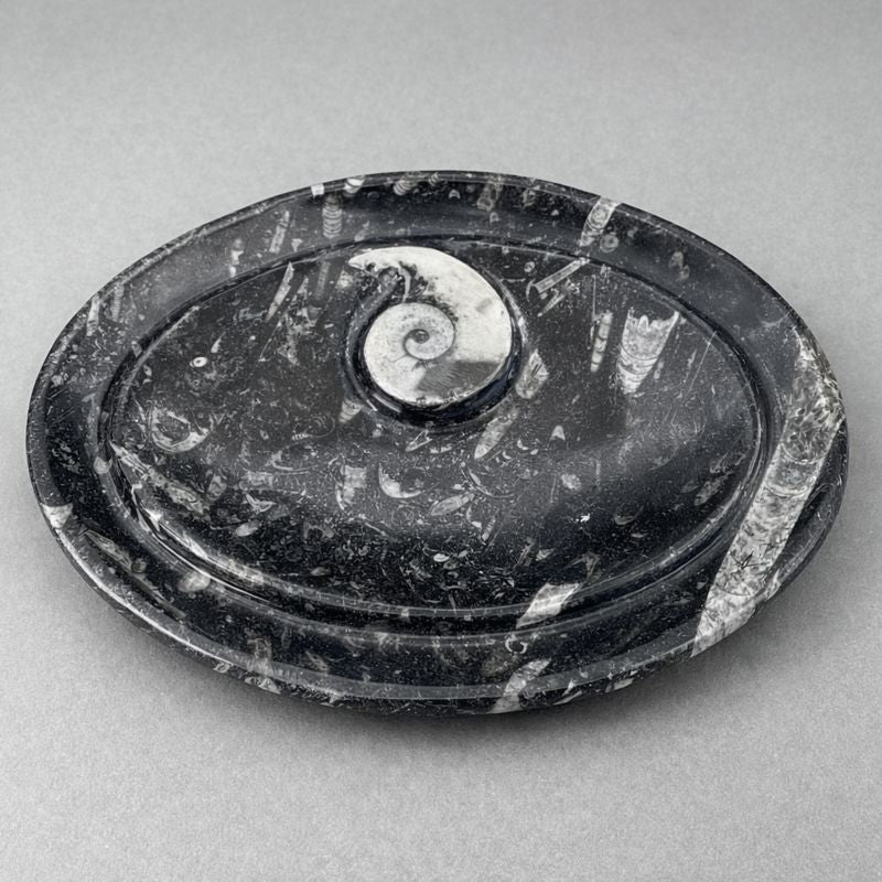 Orthoceras With Ammonite Spiral Fossil Bowl (1 Piece)Crystal River Gems