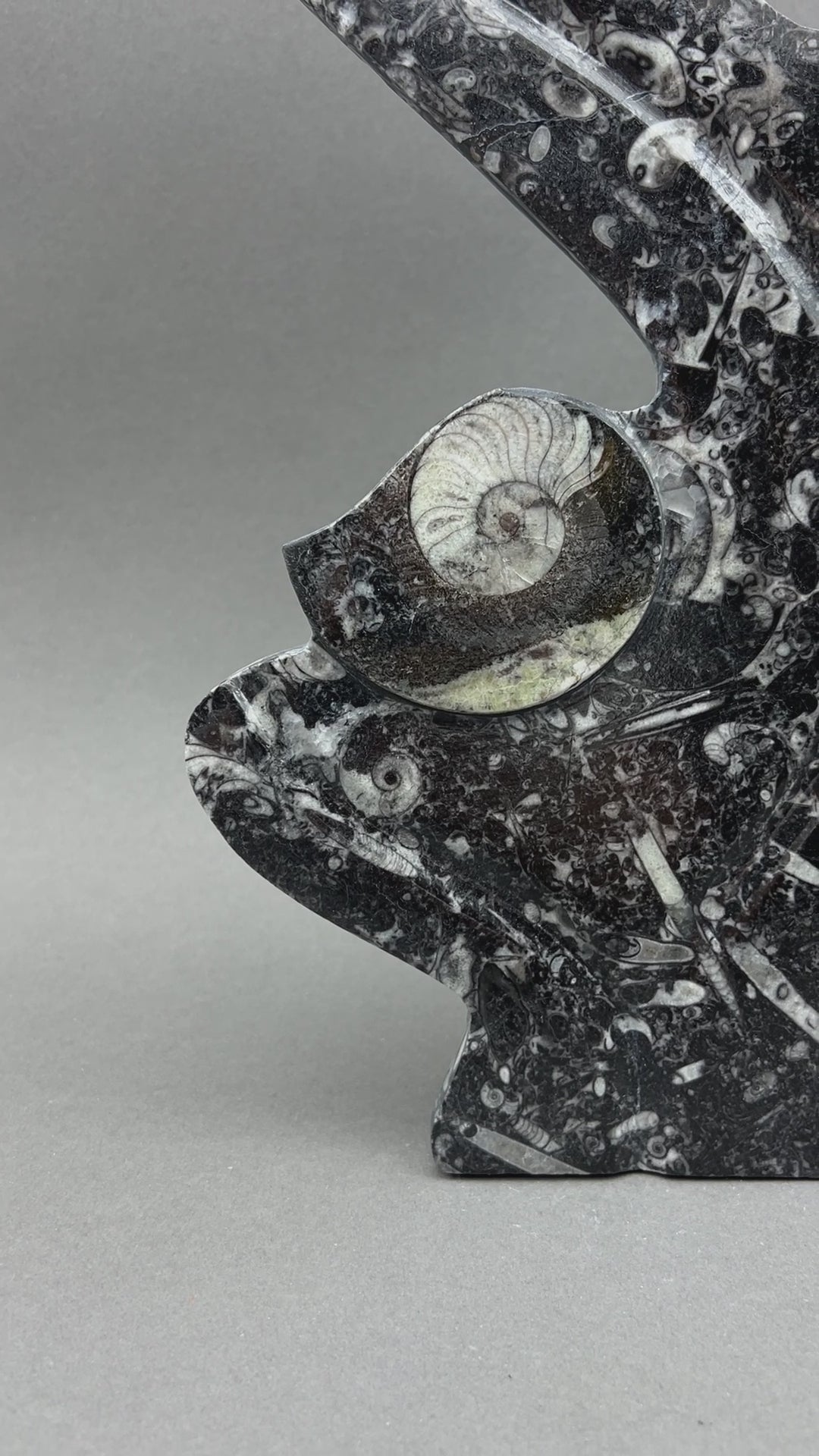 Orthoceras Fossil Standing Display Sculpture (1 Piece) Size 11 to 13 Inches Crystal Gemstone Home Decor